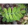 Le **dessus des feuilles** est **vert foncé**, tandis que le **dessous présente quelques poils roux**, ce qui les distingue.