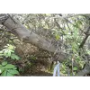 Les **rameaux** épineux contribuent aussi à l'apparence générale de l'arbre, rendant son écorce moins accessible et offrant une protection naturelle contre les herbivores.