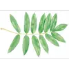 Elles ressemblent aux feuilles du **sorbier des oiseleurs**, mais se distinguent par leur nombre de folioles et leur texture plus robuste.