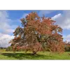 Les feuilles sont **caduques**, tombant en automne, et préfèrent un léger ombrage au plein soleil pour une croissance optimale.