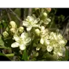 Le cormier produit des **grappes de fleurs blanc crème**, assez grandes, avec une floraison de **avril à juin**.