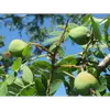 Les **fruits**, appelés **cormes** ou **sorbes**, ressemblent à de petites **pommes** ou **poires**.