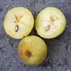 La forme des fruits varie selon les cultivars, certains ressemblant davantage à des petites pommes (maliformes) ou à des poires (piriformes).