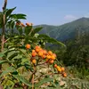 Les cormes sont **comestibles lorsqu'ils sont blets**, c'est-à-dire après un processus de maturation supplémentaire qui adoucit leur chair.