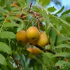La **fructification** se produit de **septembre à octobre**, et les fruits sont souvent appréciés des petits mammifères, comme les blaireaux, qui aident à disséminer les graines.