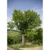 Le cormier est **originaire du pourtour méditerranéen** et a été largement disséminé en Europe par les Romains.