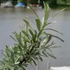 Les **feuilles** de l'argousier sont **longues** et **fines**, mesurant environ **5 centimètres de long**.