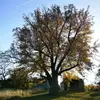 En Europe, des spécimens remarquables de cormier sont présents en République tchèque, en Slovaquie et dans diverses régions françaises comme la Moselle, la Meuse, et les Vosges, où ils atteignent parfois de grandes hauteurs et des âges avancés.