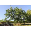Cet arbre a une **longévité moyenne de 150 à 200 ans**, mais certains spécimens peuvent vivre plus de **400 ans**, surtout dans des environnements favorables comme des forêts claires ou des zones protégées.