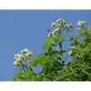 Le cormier est également apprécié pour ses **fleurs mellifères**, qui attirent les abeilles et autres pollinisateurs, jouant un rôle important dans la biodiversité locale.
