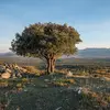 Le **chêne vert (Quercus ilex)** est un **arbre de taille moyenne** pouvant atteindre **25 mètres de hauteur** dans des conditions optimales, bien que sa hauteur varie souvent entre **5 et 20 mètres**.