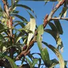 Elles ont une **couleur vert terne sur le dessus** et une teinte **argentée en dessous**, donnant à l'arbre un aspect distinctif de loin.