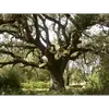 Cet arbre a une **longévité exceptionnelle**, pouvant **vivre plus de 1 000 ans** et parfois jusqu'à **2 000 ans**.