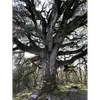 Le **tronc du chêne vert** est généralement **court et souvent tortueux**, conférant à l'arbre une apparence robuste et unique.