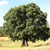 La **ramification est dense**, formant un **port arrondi** qui est une caractéristique distinctive de cette espèce.