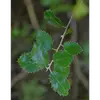 Les **feuilles du chêne vert** sont **alternes**, coriaces et persistantes, mesurant généralement entre **3 et 9 centimètres de long**.