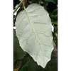 La **face supérieure** de la feuille est **vert foncé et luisante**, tandis que le **dessous** est **duveteux et de couleur crème**, aidant à réduire la perte d'eau par transpiration.
