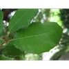 Les **jeunes feuilles** peuvent être **épineuses**, une adaptation pour se protéger contre les herbivores.