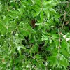 En fonction de l'humidité ambiante, la forme des feuilles s'adapte : en milieu humide, elles sont plus **ovales**, tandis qu'en milieu sec, elles sont **dentées** pour réduire l'évaporation.