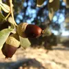 Les glands sont **généralement groupés par deux ou trois** sur un **petit pédoncule**, mais ils peuvent parfois apparaître seuls.