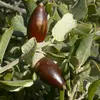 Les **cupules des glands** sont dépourvues de poils, ce qui les distingue des glands d'autres espèces de chênes.