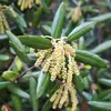 La **floraison** du chêne vert a lieu d'**avril à mai**, suivie de la **fructification** de **septembre à octobre**.