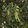 Les **fleurs** sont unisexuées et pollinisées principalement par les insectes, un processus appelé **entomophilie**.