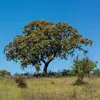 **Quercus ilex** est principalement présent dans les **régions méditerranéennes**, où il forme des **bois clairs et garrigues**, souvent aux côtés du **pin d'Alep** et du **genévrier**.