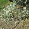 Cette adaptation permet à l'argousier de minimiser la perte d'eau par évaporation, crucial pour sa survie dans les environnements arides et venteux où il se trouve souvent.
