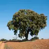 En France, il est particulièrement **courant sur la côte méditerranéenne** et s'est bien adapté à la **côte du Sud-Ouest**.