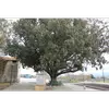 On le trouve aussi dans d'autres parties du **bassin méditerranéen**, notamment en **Péninsule Ibérique, Italie, Croatie, Grèce, Maghreb**, et dans des îles comme la **Corse**.