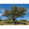 Cet arbre est **thermophile** (capable de vivre à une température élevée), **héliophile** (qui recherche la lumière du Soleil) et **xérophile** (adapté aux milieux secs).