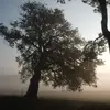 Sa capacité de **rejet de souche** après un incendie le rend particulièrement précieux pour le **reboisement** des régions sujettes aux feux de forêt.