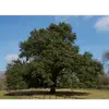 En Catalogne, par exemple, les enfants étaient parfois passés sous ses branches pour recevoir sa **force vitale**.