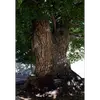 Le **tronc** de l'orme est souvent légèrement **sinueux**, et ses nombreuses branches forment une **couronne dense** et régulière.