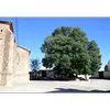 La croissance de **l'Ulmus minor** est **rapide jusqu'à un âge avancé**, atteignant sa hauteur maximale de **30 mètres** vers l'âge de **30 ans**.