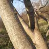 L'**écorce** de l'**Ulmus minor** commence par être **brun-gris** et **lisse** chez les jeunes arbres.