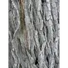 Avec l'âge, elle devient **sillonnée de grandes crevasses verticales** qui s'entrecroisent, formant des motifs distincts et profonds sur le tronc.
