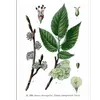 Les **feuilles** de l'**Ulmus minor** sont **simples, ovales, petites (moins de 10 centimètres)** et disposées de manière **alterne** sur les branches.