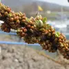 Elles apparaissent de **mars à avril**, avant les feuilles, favorisant une meilleure pollinisation par le vent ou les insectes.