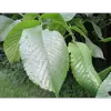 La surface supérieure des feuilles est **lisse et brillante**, tandis que la face inférieure est **glanduleuse et légèrement velue**, offrant une texture contrastée.
