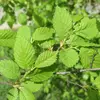 Les **nervures secondaires** des feuilles sont nombreuses, souvent entre **7 et 12 paires**, et se ramifient vers les bords, rappelant celles du **Charme** (*Carpinus betulus*).