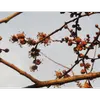 Les **fleurs** de l'orme champêtre sont **hermaphrodites** et apparaissent sous forme de **cymes globulaires** dès le **printemps** (mars-avril), avant l'apparition des feuilles.