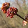 Les **anthères** (partie supérieure fertile de l'étamine) des fleurs sont **pourpres**, ajoutant une touche de couleur distincte lors de la floraison.