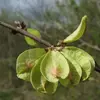 La **fructification** a lieu de **mai à juin**, et les fruits tombent souvent dès **juillet**, marquant une précocité par rapport à d'autres arbres.