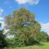 Il est souvent présent dans des **forêts** ou **broussailles**, préférant les **sols moyennement humides** et **pauvres en bases**, tout en tolérant une **humidité variable**.