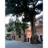 Historiquement, **l'orme champêtre** était largement planté comme **arbre d'ornement** et pour **border les routes**.