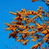 L'argousier produit des **baies orange** appelées **argouses**, mesurant entre **6 et 8 millimètres de diamètre**.