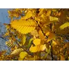 L'**Ulmus minor** est une **espèce à feuilles caduques**, perdant ses feuilles à l'automne pour repousser au printemps.