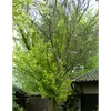 Cette espèce est fortement affectée par la **graphiose**, une maladie causée par un champignon transmis par un coléoptère, qui bloque les vaisseaux de sève, provoquant le dessèchement des branches supérieures et, finalement, la mort de l'arbre.